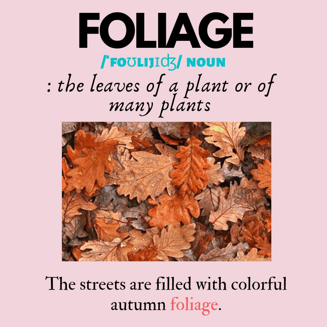 Learn English Online Word of the Day FOLIAGE English Blog